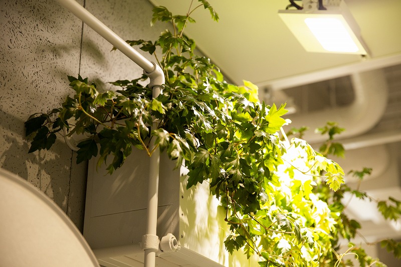 ヒキダシグリーンカンパニー・サステナビオ・サステナブル・バイオフィリックデザイン