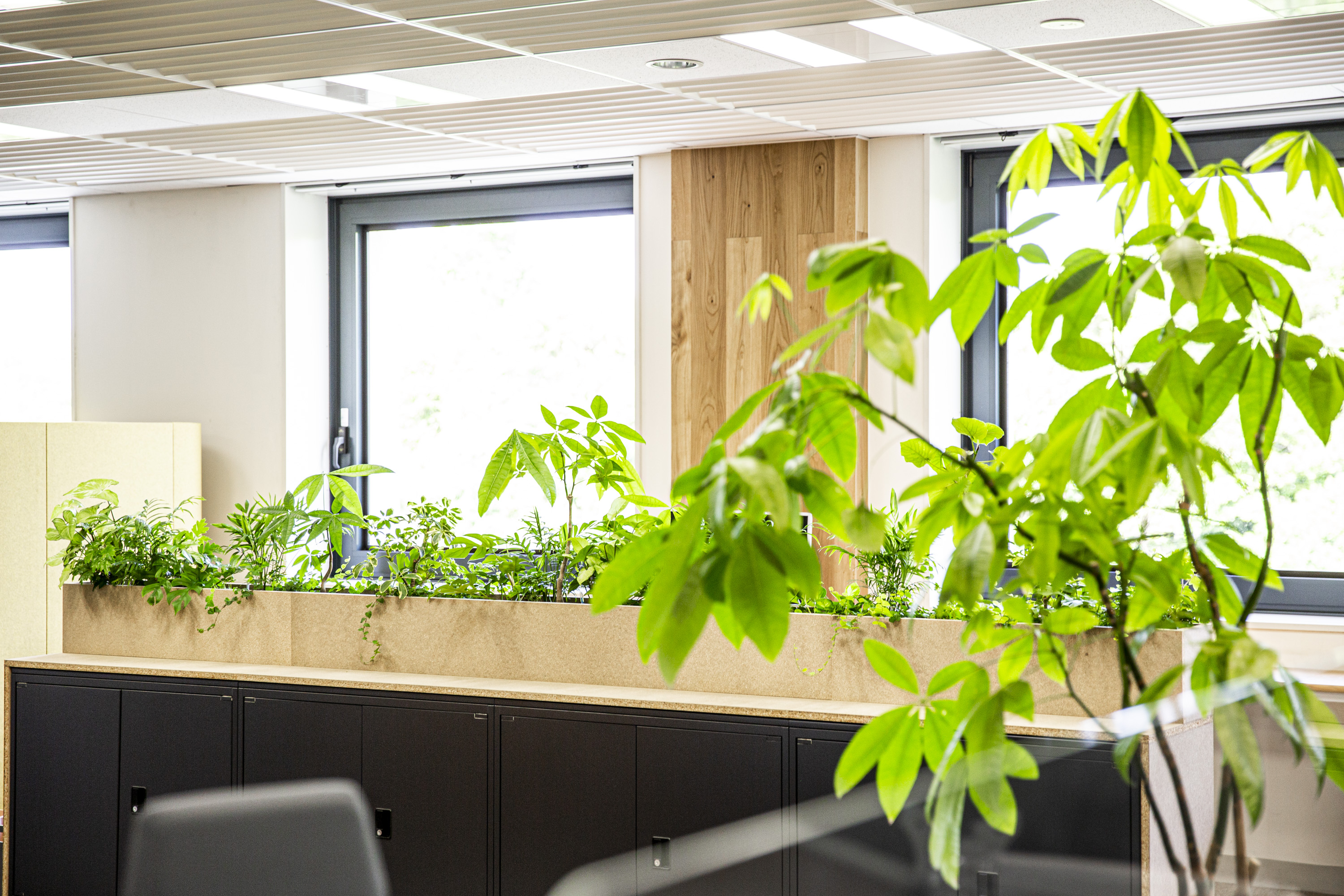 オフィス緑化デザイン 東京 バイオフィリックオフィス