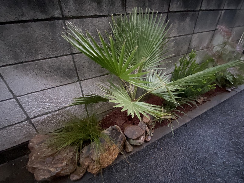 田中建装株式会社 外構植栽のチャメロップスとロックガーデン