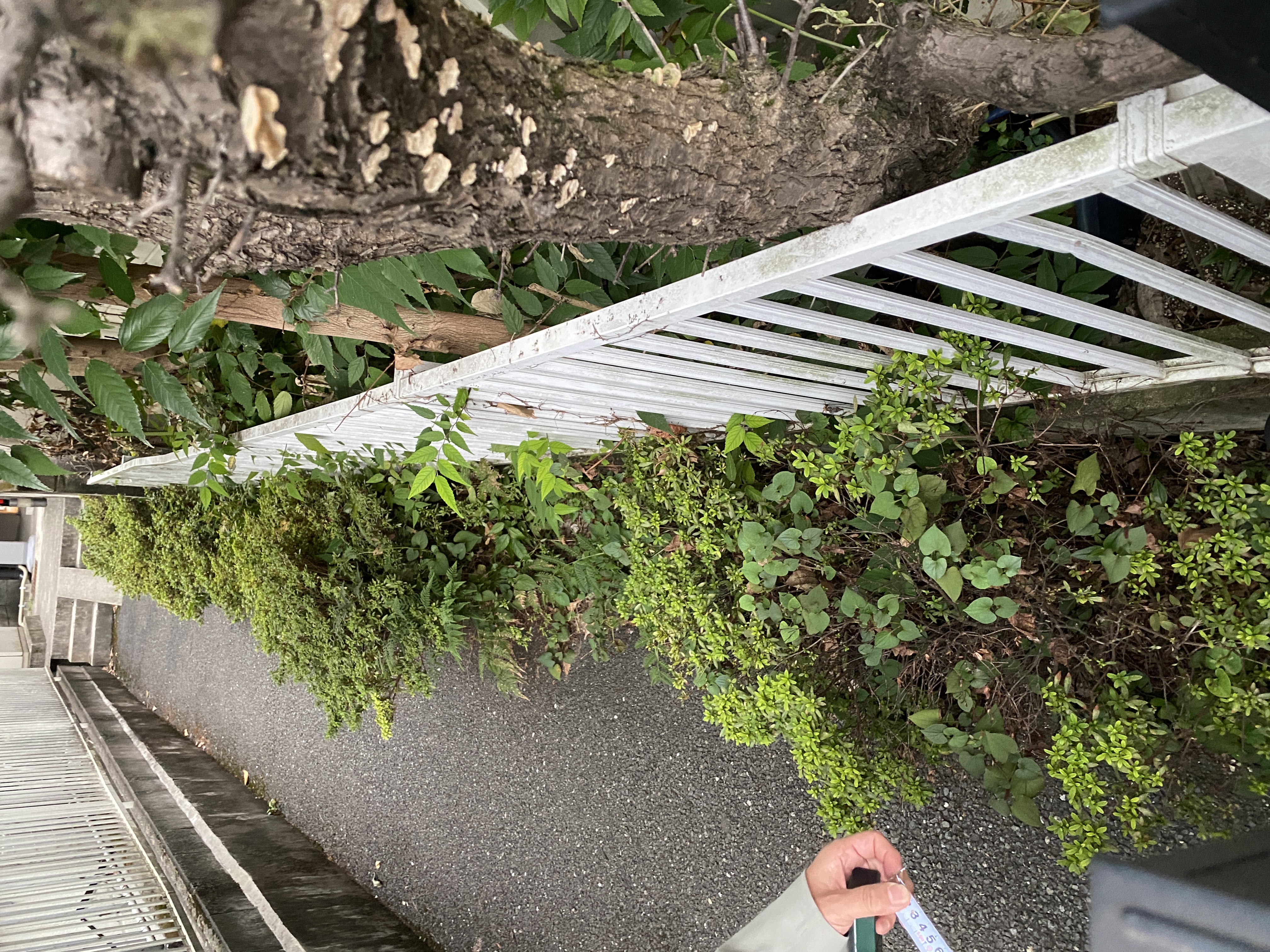 田中建装株式会社 外構植栽リニューアル施工前の植栽帯